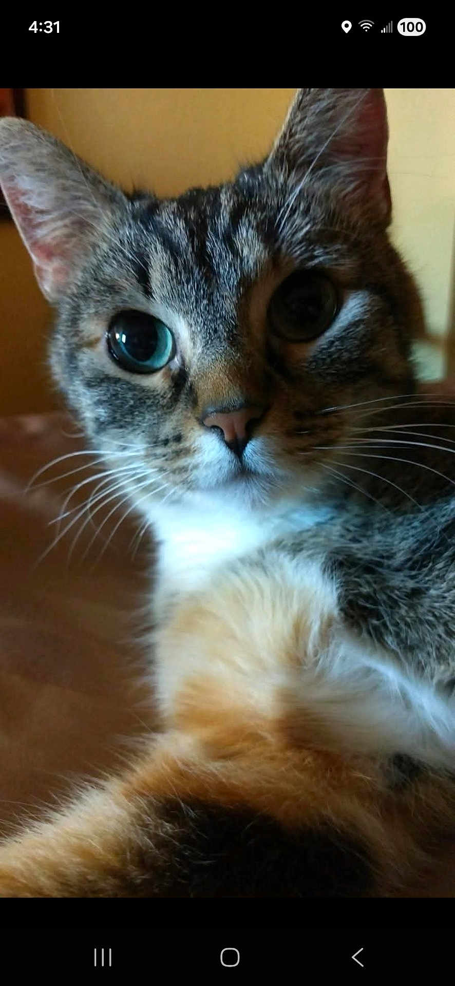 Cherry is registered to the contest to win money with this photo: animal, cat, close_up, curious, cute, domestic, ears, eyes, face, feline, fluffy, fur, indoor, mammal, nose, pet, portrait, resting, tabby, whiskers