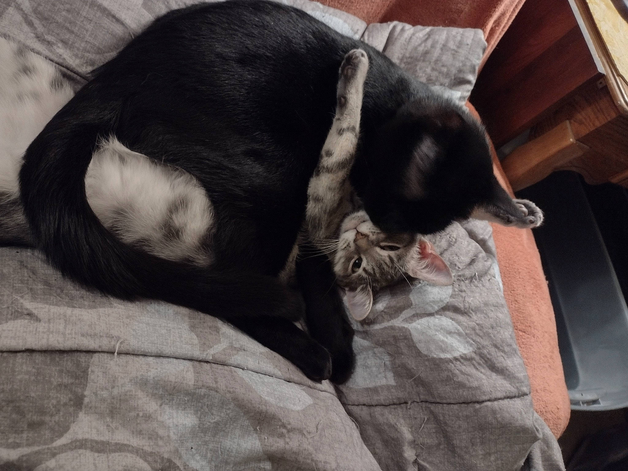 Corvis-missy joined the competition — help win amazing prizes! black_cat, carnivore, cat, claw, comfort, companion_dog, dog_breed, domestic_short_haired_cat, ear, felidae, fur, mammal, nap, paw, small_to_medium_sized_cats, snout, tail, terrestrial_animal, vertebrate, whiskers