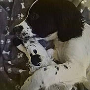 Aslo a rejoint le concours — aidez-le/la à gagner de superbes lots ! animal, black_and_white, blanket, comfort, companion, cozy, cute, dog, domestic, friendship, fur, indoor, paw_prints, pet, playful, relaxed, sleepy, snuggling, soft_toy, stuffed_toy