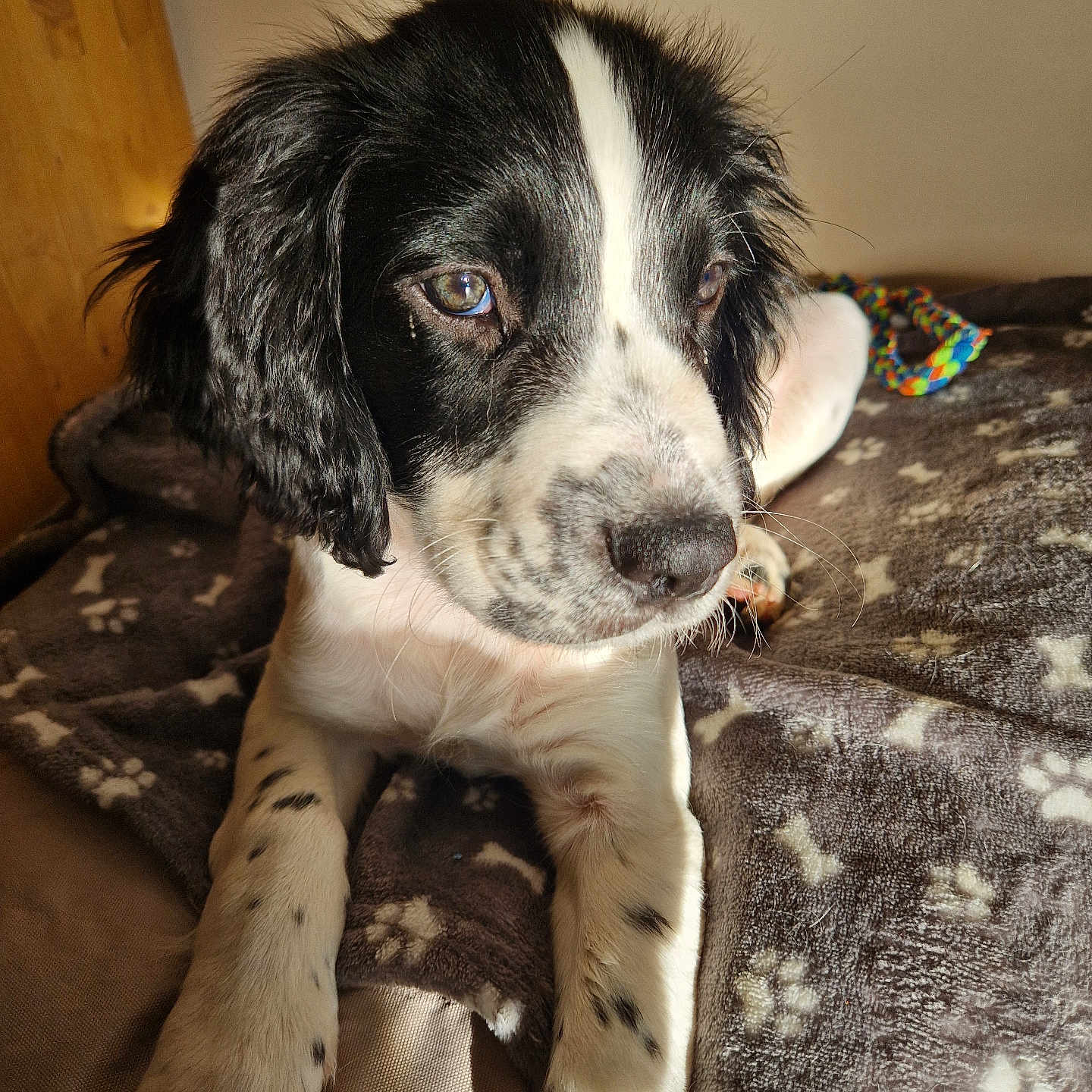 Aslo a rejoint le concours — aidez-le/la à gagner de superbes lots ! animal, black_and_white, blanket, close_up, companion, cute, dog, fur, indoor, laying_down, paw_print, pet, puppy, relaxed, rope_toy, sleepy, soft_light, toy, whiskers, young_dog