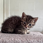 Belle joined the competition — help win amazing prizes! kitten, cat, tabby, pet, animal, feline, fur, striped_fur, blue_eyes, whiskers, ears, face, portrait, sitting, cuddly, cute, indoor, blanket, soft_texture, cozy
