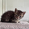 kitten, cat, tabby, pet, animal, feline, fur, striped_fur, blue_eyes, whiskers, ears, face, portrait, sitting, cuddly, cute, indoor, blanket, soft_texture, cozy
