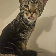 Cadeau participe au concours pour gagner de l'argent avec cette photo : cat, tabby, one-eyed, tongue_out, pet, feline, indoor, fur, whiskers, cute, animal, shadow, ears, sitting, close-up, playful, domestic_cat, mammal, nose, eye