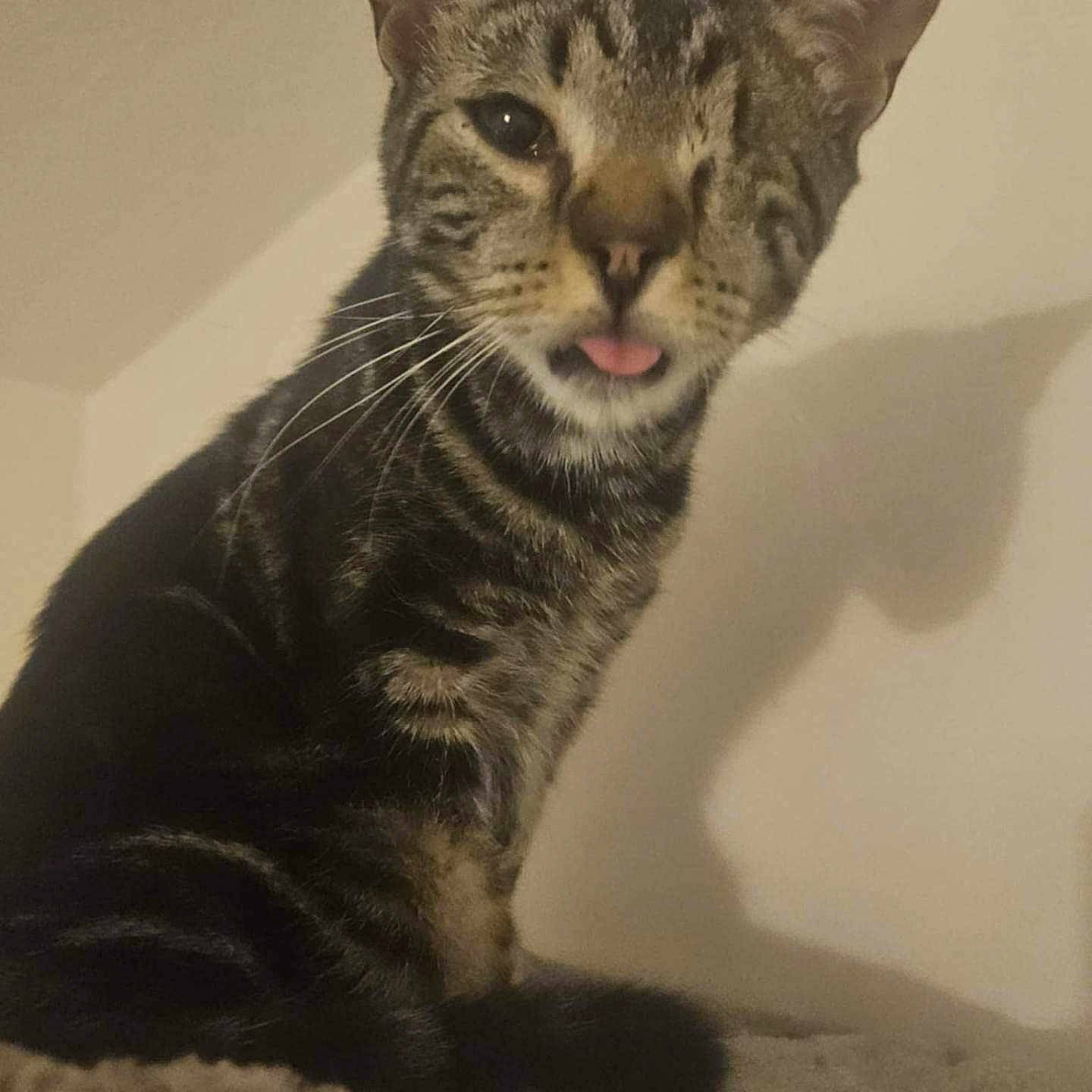 Cadeau participe au concours pour gagner de l'argent avec cette photo : animal, cat, close-up, cute, domestic_cat, ears, eye, feline, fur, indoor, mammal, nose, one-eyed, pet, playful, shadow, sitting, tabby, tongue_out, whiskers
