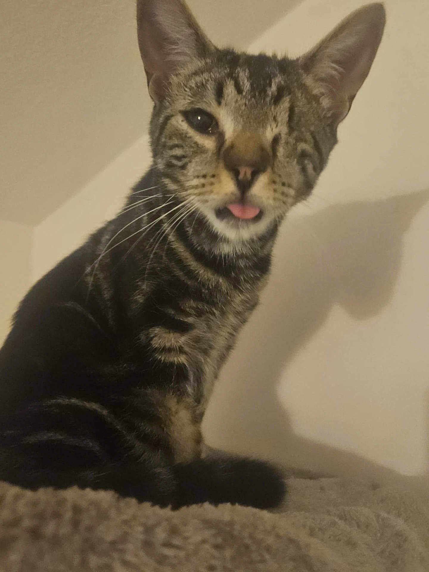 Cadeau participe au concours pour gagner de l'argent avec cette photo : cat, tabby, one-eyed, tongue_out, pet, feline, indoor, fur, whiskers, cute, animal, shadow, ears, sitting, close-up, playful, domestic_cat, mammal, nose, eye