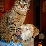 Patrick Blanchard participe au concours pour gagner de l'argent avec cette photo : cat, dog, tabby_cat, labrador, indoor, tablecloth, animal_friendship, pet, domestic_animal, orange_wall, furniture, resting_dog, seated_cat, closeup, warm_lighting, cozy, affection, companion, cute, animal