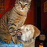 cat, dog, tabby_cat, labrador, indoor, tablecloth, animal_friendship, pet, domestic_animal, orange_wall, furniture, resting_dog, seated_cat, closeup, warm_lighting, cozy, affection, companion, cute, animal