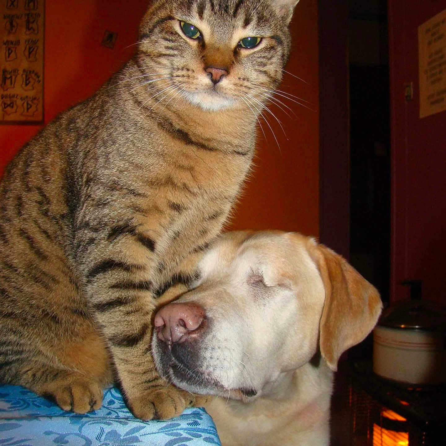 Patrick Blanchard participe au concours pour gagner de l'argent avec cette photo : cat, dog, tabby_cat, labrador, indoor, tablecloth, animal_friendship, pet, domestic_animal, orange_wall, furniture, resting_dog, seated_cat, closeup, warm_lighting, cozy, affection, companion, cute, animal