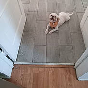 Chip is registered to the contest to win money with this photo: dog, white_dog, small_dog, bandana, orange_bandana, tile_floor, wood_floor, indoor, doorway, happy_dog, pet, animal, flooring_transition, looking_up, domestic, laying_down, home, cute, companion, floor