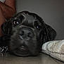 dog, close_up, sleepy, floor, blanket, indoor, pet, resting, brown, black, fur, animal, canine, head, laying, person_arm, cozy, tired, companion, domestic