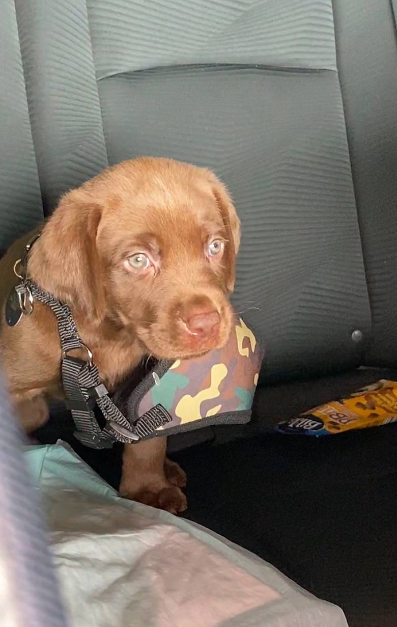 Claude joined the competition — help win amazing prizes! canidae, carnivore, collar, comfort, companion_dog, dog, dog_breed, dog_collar, fawn, fur, gun_dog, liver, pointer, pointing_breed, retriever, snout, spaniel, sporting_group, whiskers, working_animal