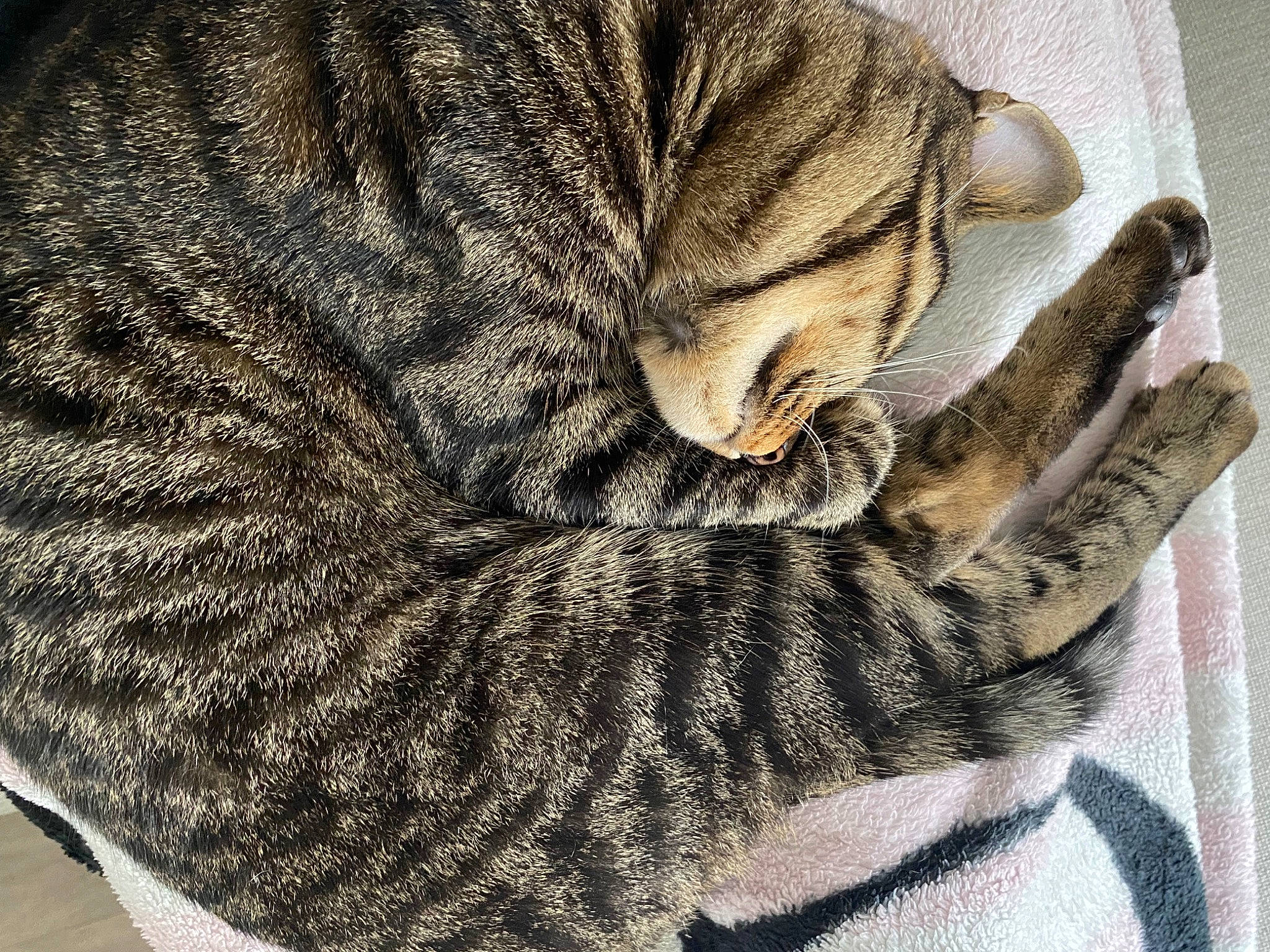 Foxy a rejoint le concours — aidez-le/la à gagner de superbes lots ! carnivore, cat, claw, comfort, domestic_short_haired_cat, fawn, felidae, fur, grey, linens, nap, pattern, paw, small_to_medium_sized_cats, snout, tail, terrestrial_animal, textile, whiskers, woolen