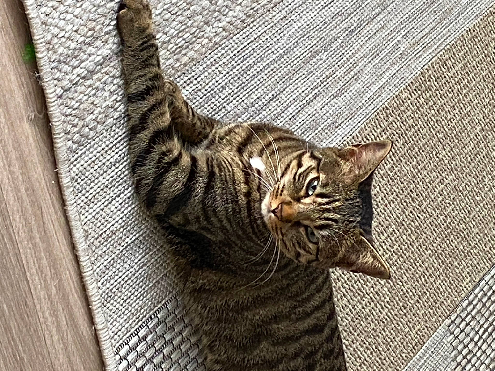 Foxy a rejoint le concours — aidez-le/la à gagner de superbes lots ! carnivore, cat, claw, domestic_short_haired_cat, felidae, foot, fur, grey, pattern, paw, small_to_medium_sized_cats, snout, tail, terrestrial_animal, whiskers, wildlife, window, wood