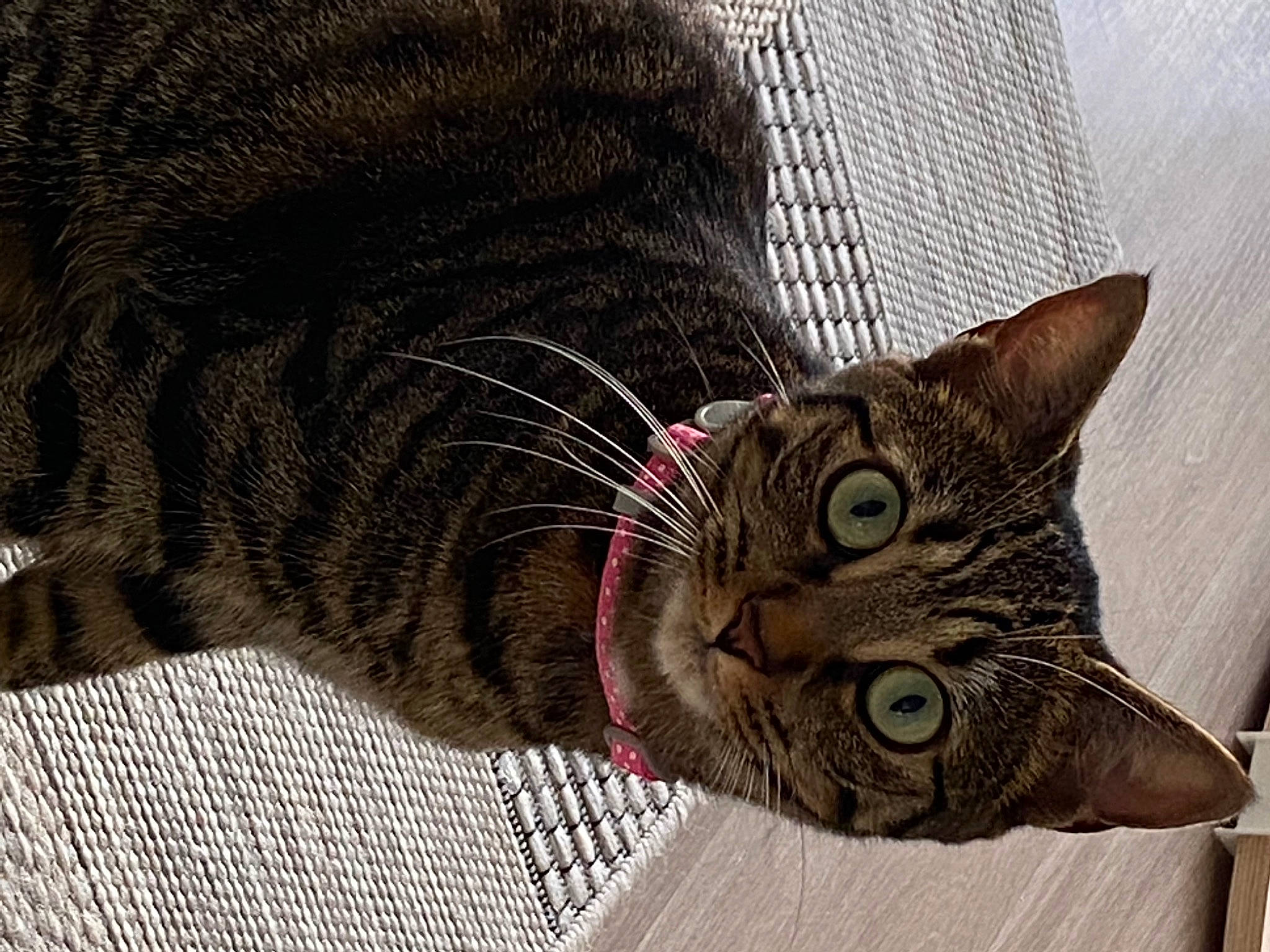 Foxy participe au concours pour gagner de l'argent avec cette photo : carnivore, cat, cat_supply, claw, domestic_short_haired_cat, eye, felidae, foot, fur, pattern, paw, sitting, small_to_medium_sized_cats, snout, tail, terrestrial_animal, tree, whiskers, wildlife