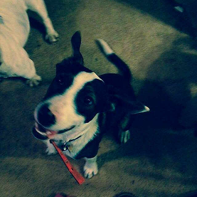 Winston