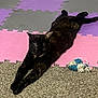 cat, black_cat, stretching, indoor, foam_mat, carpet, toy, pom_pom, relaxation, pet, animal, feline, laying_down, playful, cozy, domestic, floor, colorful, home, resting