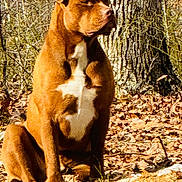 Whiskey Wayne joined the competition — help win amazing prizes! alert, animal, brown_dog, canine, companion, daylight, dog, dry_leaves, fall, forest, fur, mammal, nature, outdoor, pet, sitting, sunlight, tree_trunk, white_chest, woods