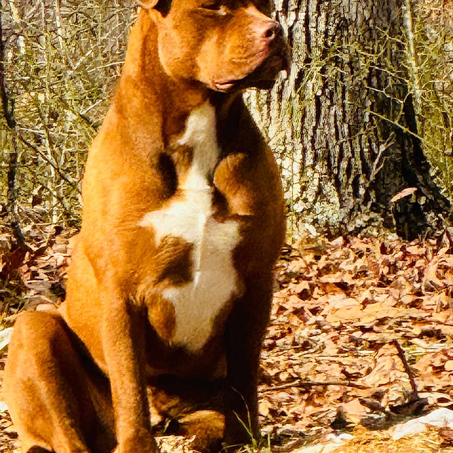 Whiskey Wayne joined the competition — help win amazing prizes! alert, animal, brown_dog, canine, companion, daylight, dog, dry_leaves, fall, forest, fur, mammal, nature, outdoor, pet, sitting, sunlight, tree_trunk, white_chest, woods