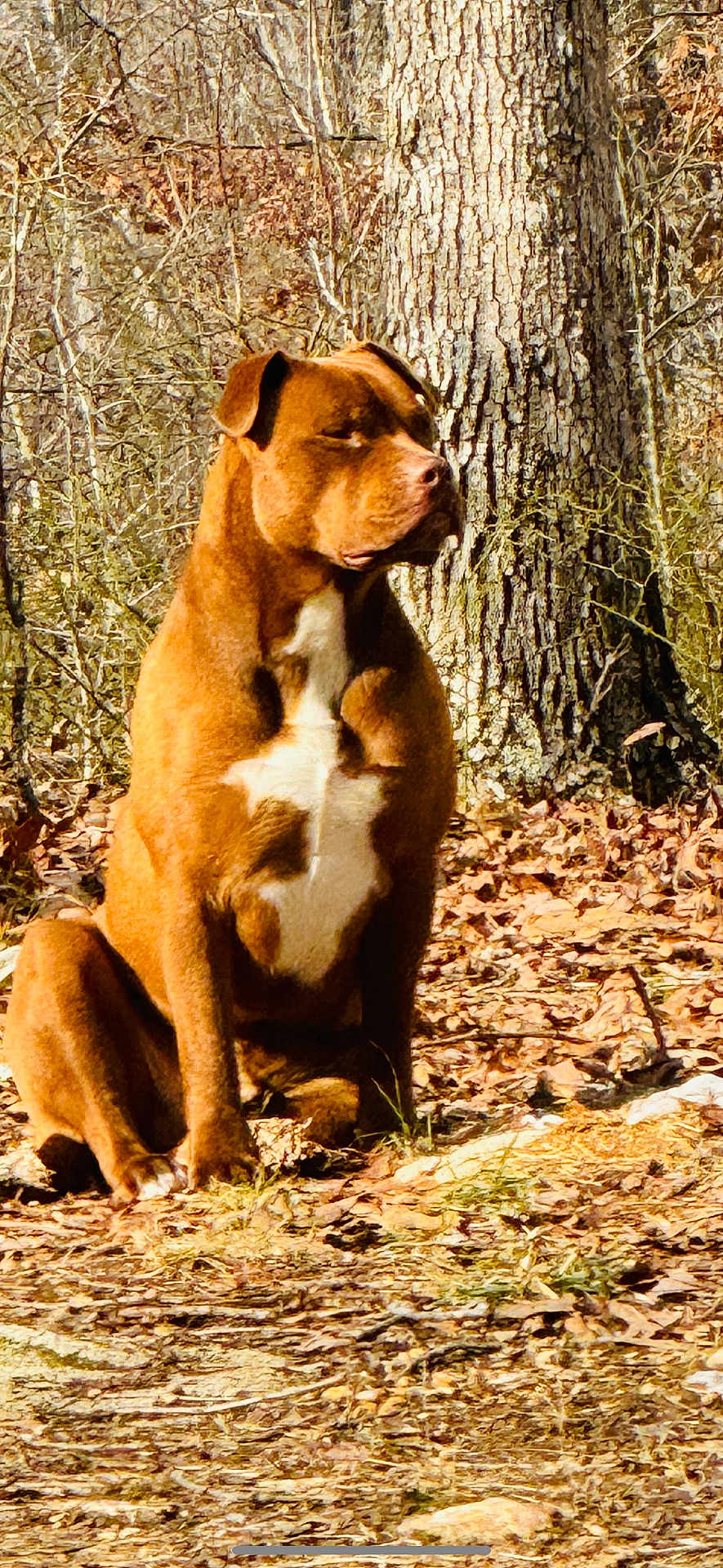 Whiskey Wayne joined the competition — help win amazing prizes! alert, animal, brown_dog, canine, companion, daylight, dog, dry_leaves, fall, forest, fur, mammal, nature, outdoor, pet, sitting, sunlight, tree_trunk, white_chest, woods