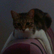 Câline participe au concours pour gagner de l'argent avec cette photo :