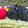 dog, puppy, french_bulldog, sleeping, cushion, plush_toy, red_toy, yellow_toy, outdoor, grass, leaves, resting, cute, pet, animal, black_dog, fur, collar, nature, relaxing