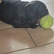 Angélus participe au concours pour gagner de l'argent avec cette photo : puppy, dog, black_dog, tennis_ball, floor, tile_floor, indoor, pet, animal, playful, cute, young_dog, resting, mouth, close_up, small_dog, domestic_animal, canine, sleepy, toy