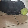 puppy, dog, black_dog, tennis_ball, floor, tile_floor, indoor, pet, animal, playful, cute, young_dog, resting, mouth, close_up, small_dog, domestic_animal, canine, sleepy, toy