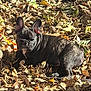 Angélus a rejoint le concours — aidez-le/la à gagner de superbes lots ! animal, autumn, brown, companion, curious, cute, dog, ears, fall, french_bulldog, fur, leaves, lying_down, nature, outdoor, pet, puppy, small, sunlight, young
