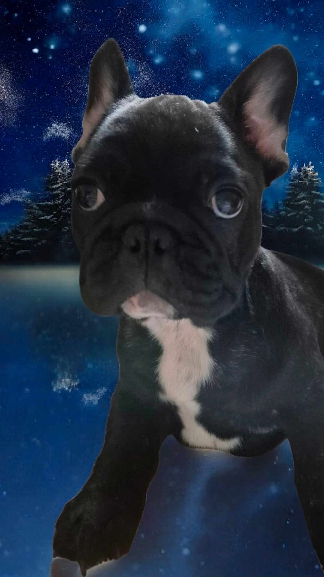 Angélus participe au concours pour gagner de l'argent avec cette photo : dog, puppy, french_bulldog, black_and_white, close_up, ears, cute, animal, pet, winter, night, starry_sky, snow, trees, forest, whimsical, background, portrait, mammal, outdoor