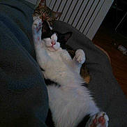 Oreo a rejoint le concours — aidez-le/la à gagner de superbes lots !