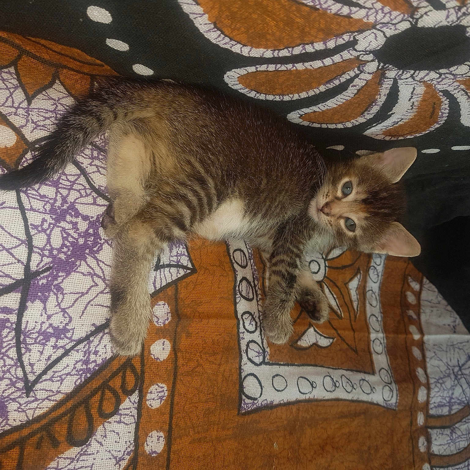 Stella a rejoint le concours — aidez-le/la à gagner de superbes lots ! asian, carnivore, cat, chausie, domestic_short_haired_cat, european_shorthair, fawn, felidae, fur, kitten, linens, ocicat, quilt, small_to_medium_sized_cats, tabby_cat, tail, textile, whiskers
