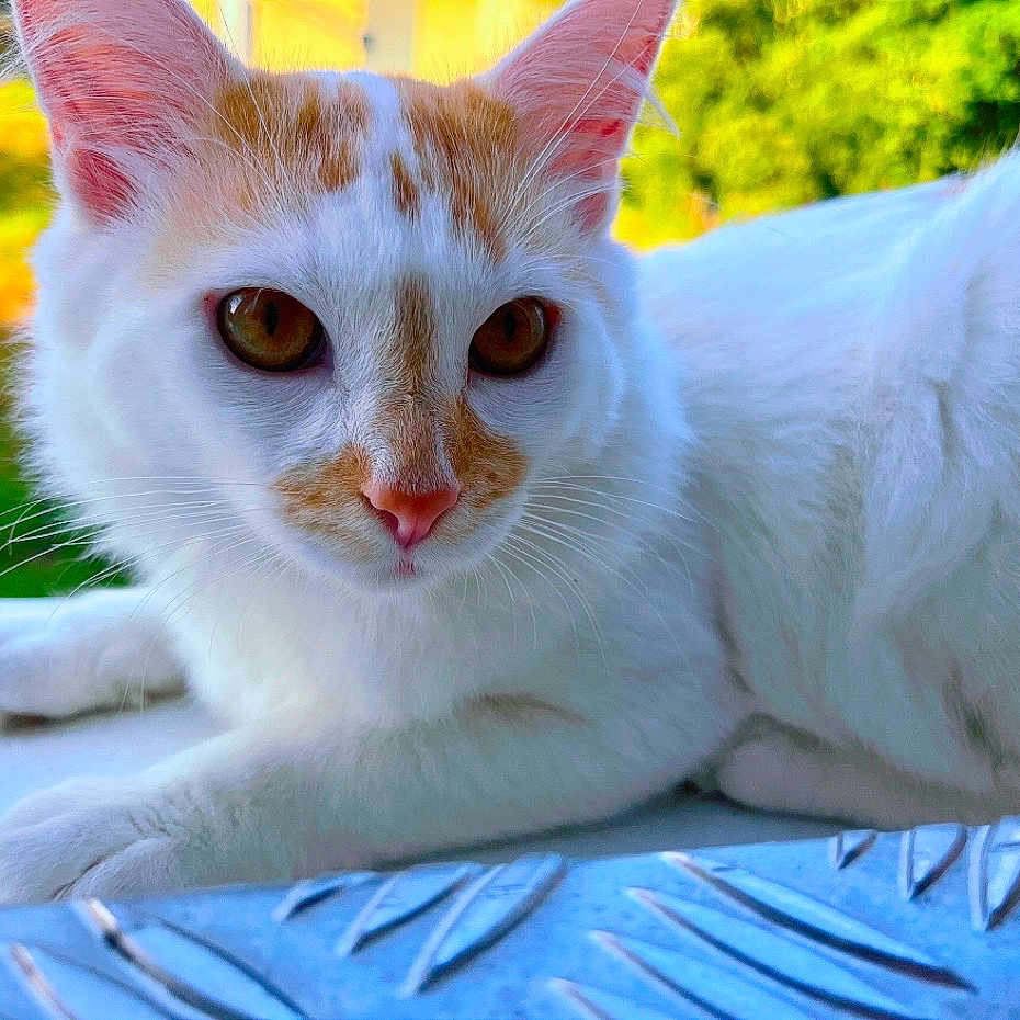 Zoro participe au concours pour gagner de l'argent avec cette photo : animal, cat, close_up, cute, daylight, domestic_animal, ears, eyes, fur, green_background, lying_down, metal_surface, nature, nose, orange_spots, outdoor, pet, relaxed, whiskers, white_cat