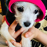 Bella is registered to the contest to win money with this photo: animal, black, closeup, cute, dog, eyes, face, fur, hand, holding, hoodie, indoor, nose, pet, pink, portrait, puppy, small, white, young