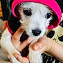animal, black, closeup, cute, dog, eyes, face, fur, hand, holding, hoodie, indoor, nose, pet, pink, portrait, puppy, small, white, young