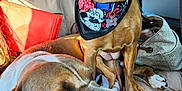 Bella Mae is registered to the contest to win money with this photo: animal, bag, bandana, brown_dog, car_interior, closeup, collar, dog, dogs, fabric, happy, leash, lying_down, pet, relaxed, seat, sitting, sunlight, white_brown_dog, window