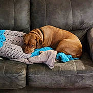 Bella Mae joined the competition — help win amazing prizes! dog, brown_dog, couch, blanket, crocheted_blanket, indoor, pet, resting, sleepy, furniture, cozy, leather_couch, animal, canine, home, relaxing, snuggling, domestic_animal, companion, laying_down