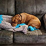 dog, brown_dog, couch, blanket, crocheted_blanket, indoor, pet, resting, sleepy, furniture, cozy, leather_couch, animal, canine, home, relaxing, snuggling, domestic_animal, companion, laying_down