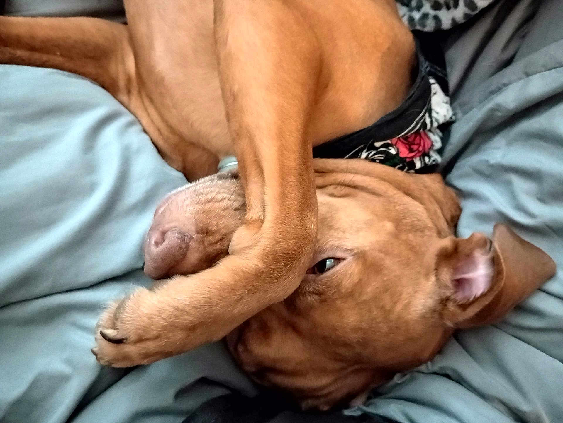 Bella Mae joined the competition — help win amazing prizes! dog, paw, blanket, brown_dog, sleeping, cozy, bed, fur, pet, cute, relaxed, animal, resting, canine, ear, snout, collar, indoor, comfort, closeup