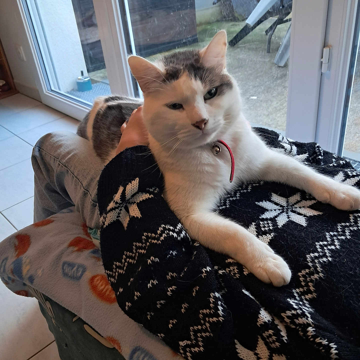 Zouket participe au concours pour gagner de l'argent avec cette photo : animal, architecture, blanket, building, cat, chair, couch, cushion, door, furniture, homedecor, indoors, kitten, linen, livingroom, pet, quilt, room, tape, window