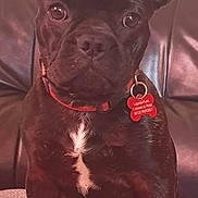 Pirouette a rejoint le concours — aidez-le/la à gagner de superbes lots ! animal, black_coat, blanket, brindle, close_up, collar, cute, dog, dog_tag, ears_up, french_bulldog, front_paws, indoor, leather_sofa, looking_at_camera, paws, pet, portrait, sitting, white_patch