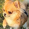 dog, puppy, small_dog, fluffy, long_hair, orange_fur, white_fur, grass, outdoor, park, pet, animal, portrait, close_up, standing, harness, collar, ears, face, smartphone_screenshot