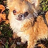 Maya a rejoint le concours — aidez-le/la à gagner de superbes lots ! dog, puppy, chihuahua, long_hair, fluffy, small_dog, brown_fur, cream_fur, big_eyes, pointed_ears, black_nose, portrait, outdoor, grass, fallen_leaves, autumn, nature, sitting, pet, close_up