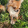 dog, chihuahua, small_dog, long_hair, tan_fur, white_fur, grass, outdoor, nature, garden, stick, sitting, portrait, pet, animal, ears, face, sunlight, greenery, playful
