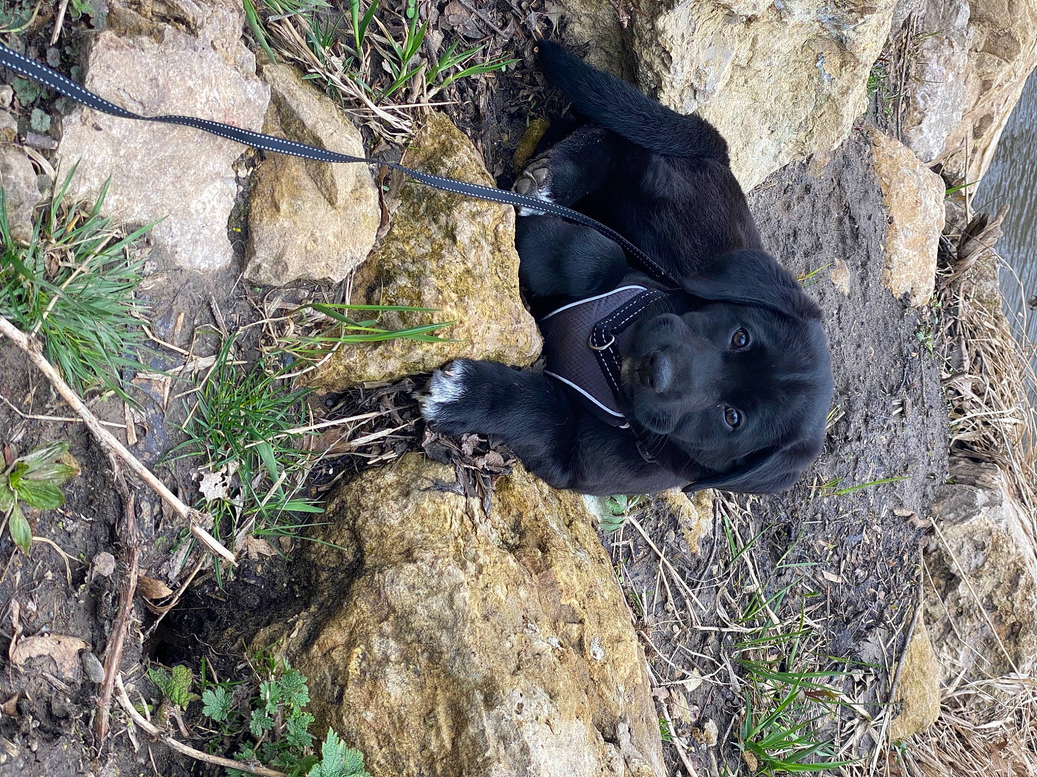 Luna is registered to the contest to win money with this photo: adventure, bedrock, canidae, carnivore, dog, dog_breed, fawn, fur, grass, natural_material, plant, snout, soil, sporting_group, tail, terrestrial_animal, tree, trunk, wood, working_animal