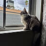 Rodger joined the competition — help win amazing prizes! cat, windowsill, window, screen, cloudy_sky, palm_tree, indoor, outdoor_view, grey_cat, white_fur, fluffy, side_profile, curious, pet, domestic_cat, natural_light, wall, curtain, quiet, still_life