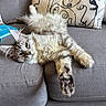 Rodger is registered to the contest to win money with this photo: cat, fluffy, gray_couch, relaxed, pillow, abstract_art, indoor, pet, feline, fur, stretching, whiskers, claws, living_room, sofa, domestic_animal, cozy, resting, notebook, wooden_floor