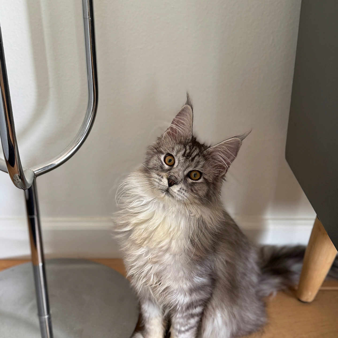 Rodger joined the competition — help win amazing prizes! amber_eyes, cat, curious, cute, domestic_animal, ears, fluffy, fur, furniture, head_tilt, home, indoor, lamp, metallic, pet, sitting, tabby, tail, whiskers, wooden_floor