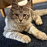 animal, carpet, cat, closeup, curious, cute, domestic_animal, ears, feline, fur, indoor, mammal, paws, pet, portrait, relaxed, tabby, whiskers, wooden_chair, young_cat