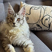Rodger is registered to the contest to win money with this photo: cat, tabby, fluffy, gray_cat, pet, feline, couch, pillow, indoor, relaxed, animal, closeup, whiskers, ears, fur, orange_eyes, home, portrait, sitting, furniture