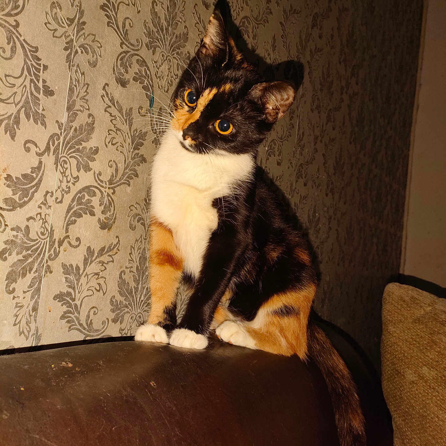 Stella participe au concours pour gagner de l'argent avec cette photo : abyssinian, animal, architecture, armchair, building, cat, chair, couch, furniture, head, homedecor, indoors, kitten, livingroom, manx, person, pet, plywood, room, wood